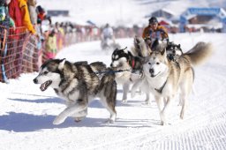 Lenk 2013